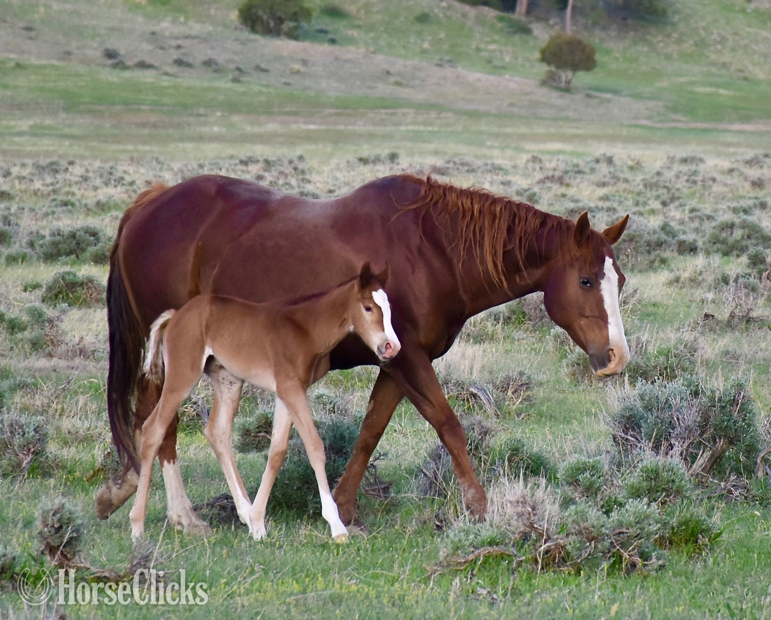 "Cee Heart Jessica" Sorrel Mare Quarter Horse in Wyoming