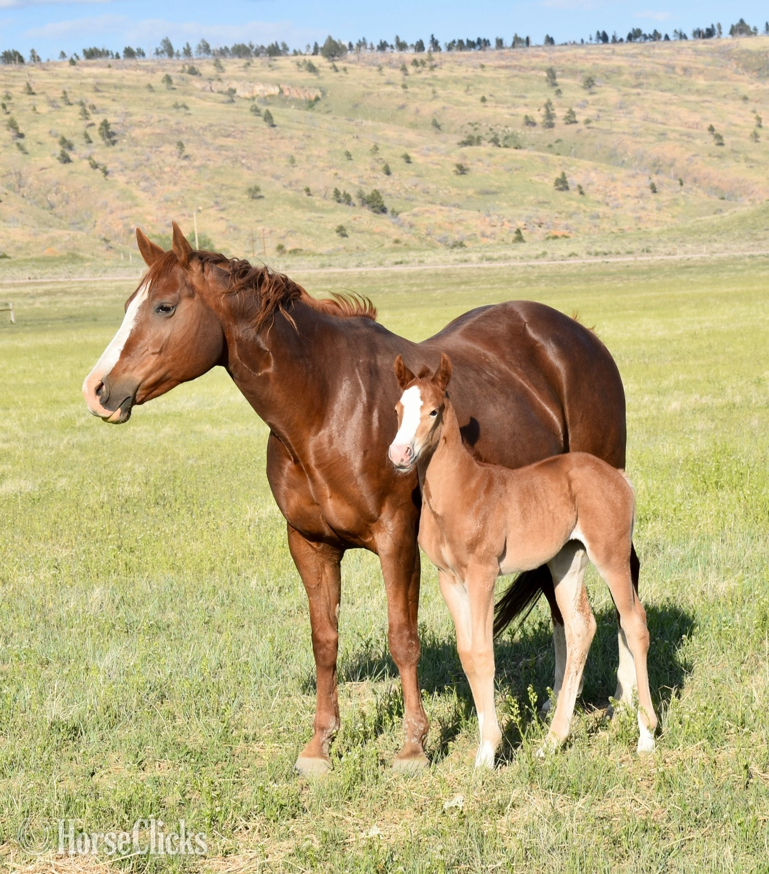 "Cee Heart Jessica" Sorrel Mare Quarter Horse