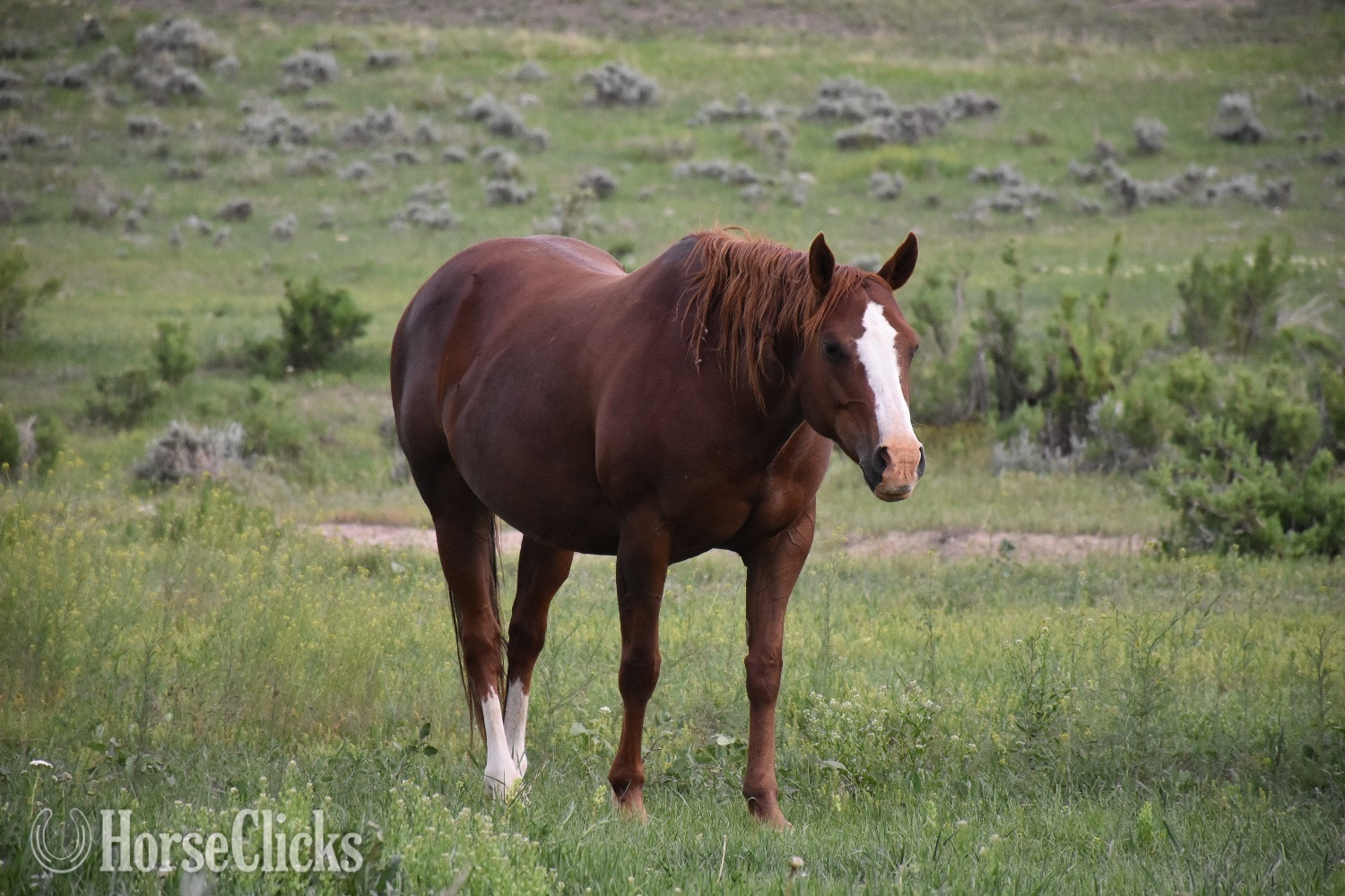 Wyoming "Cee Heart Jessica" Sorrel Mare Quarter Horse