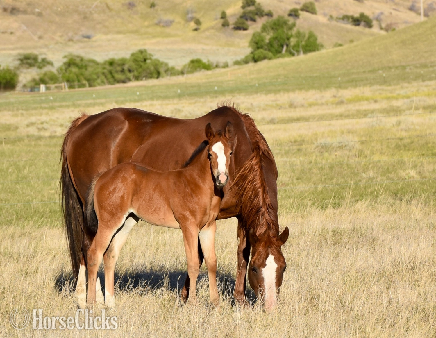"Cee Heart Jessica" Sorrel Mare Quarter Horse - Quarter Horse in Wyoming