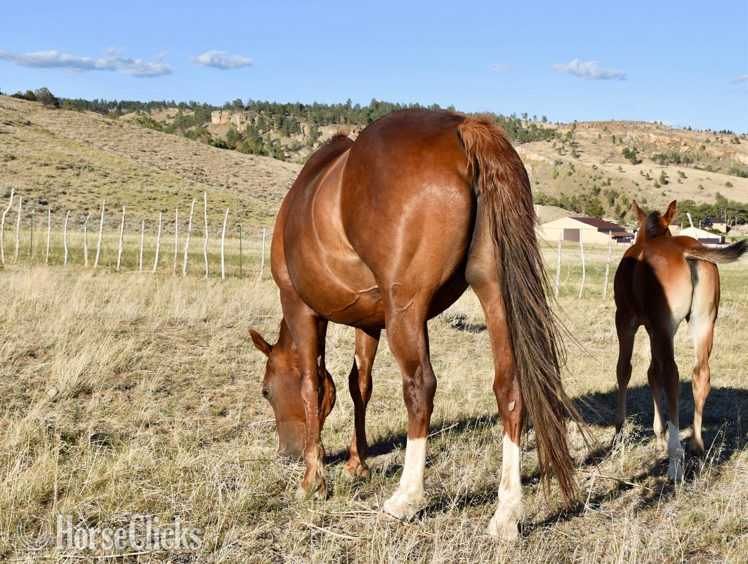 "Cee Heart Jessica" Sorrel Mare Quarter Horse - Quarter Horse