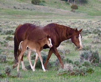 "Cee Heart Jessica" Sorrel Mare Quarter Horse
