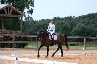 Black 16.1hh Gelding for Lease