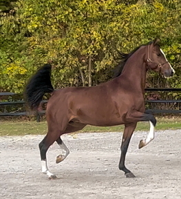 "IN Famy" Bay Gelding Arabian