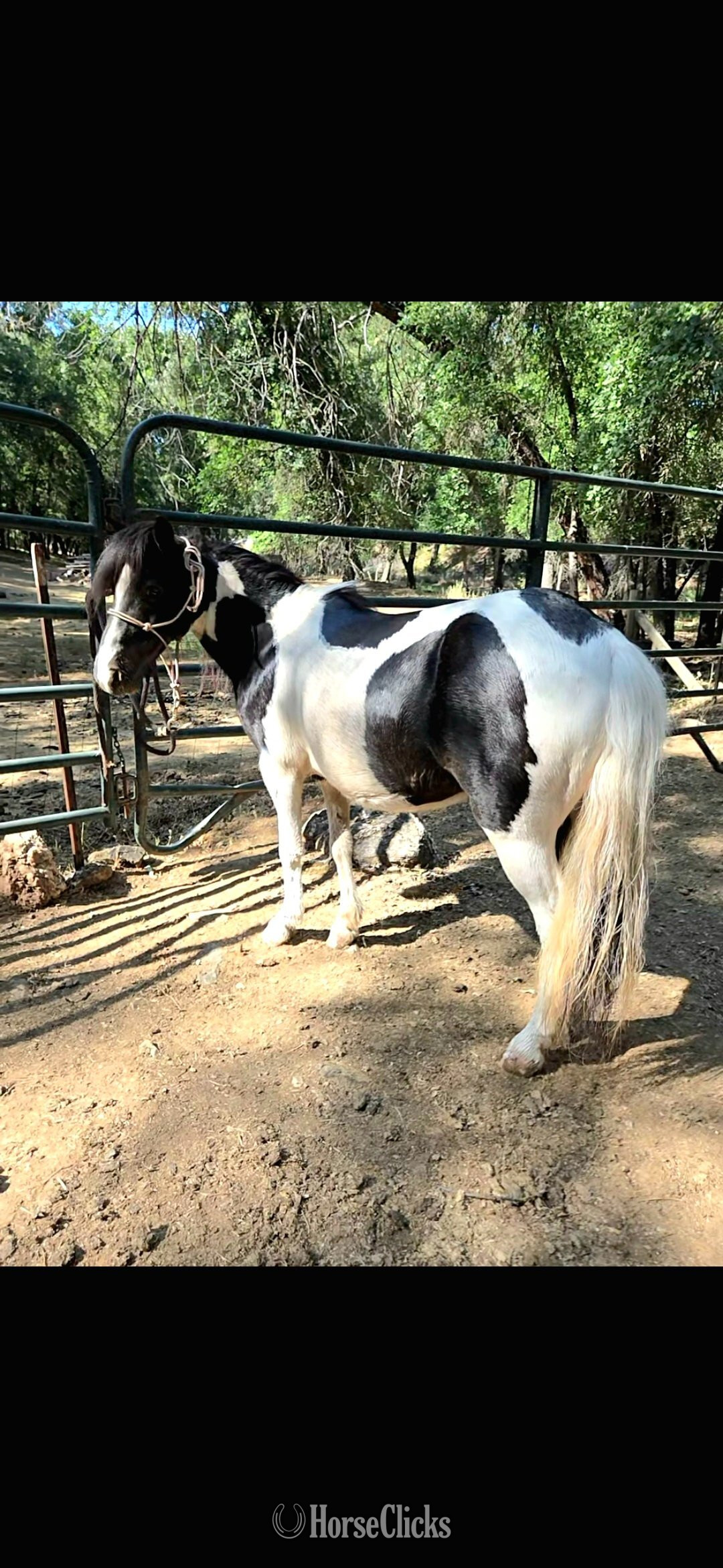 "Bubbles" Pinto Mare Pony in California