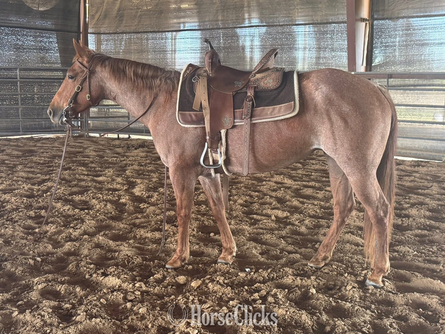 Brown 15.3hh Mare for Lease in South Carolina