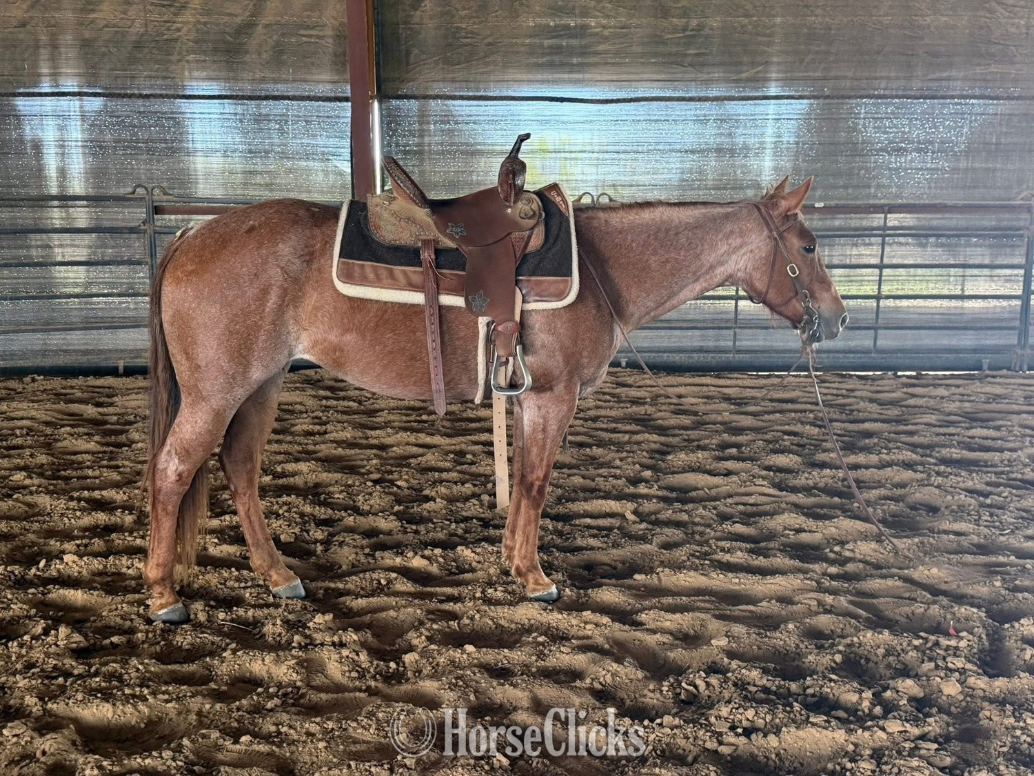 Brown 15.3hh Mare for Lease
