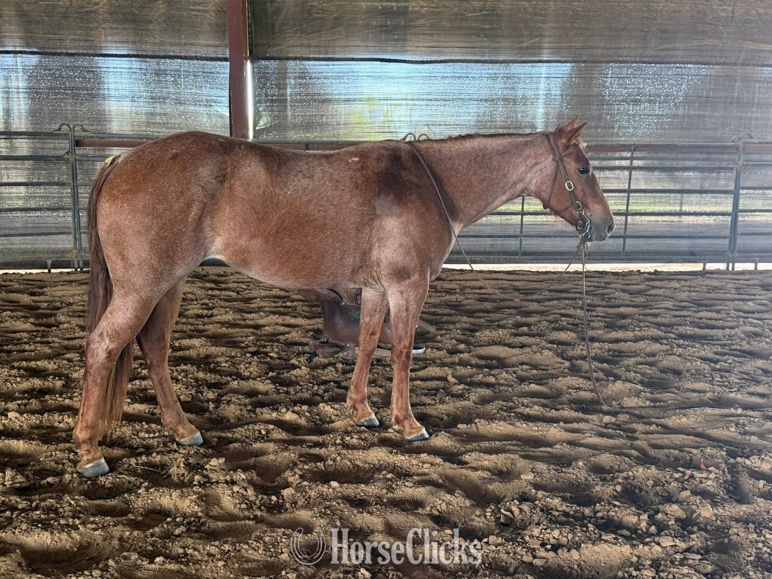 South Carolina Brown 15.3hh Mare for Lease