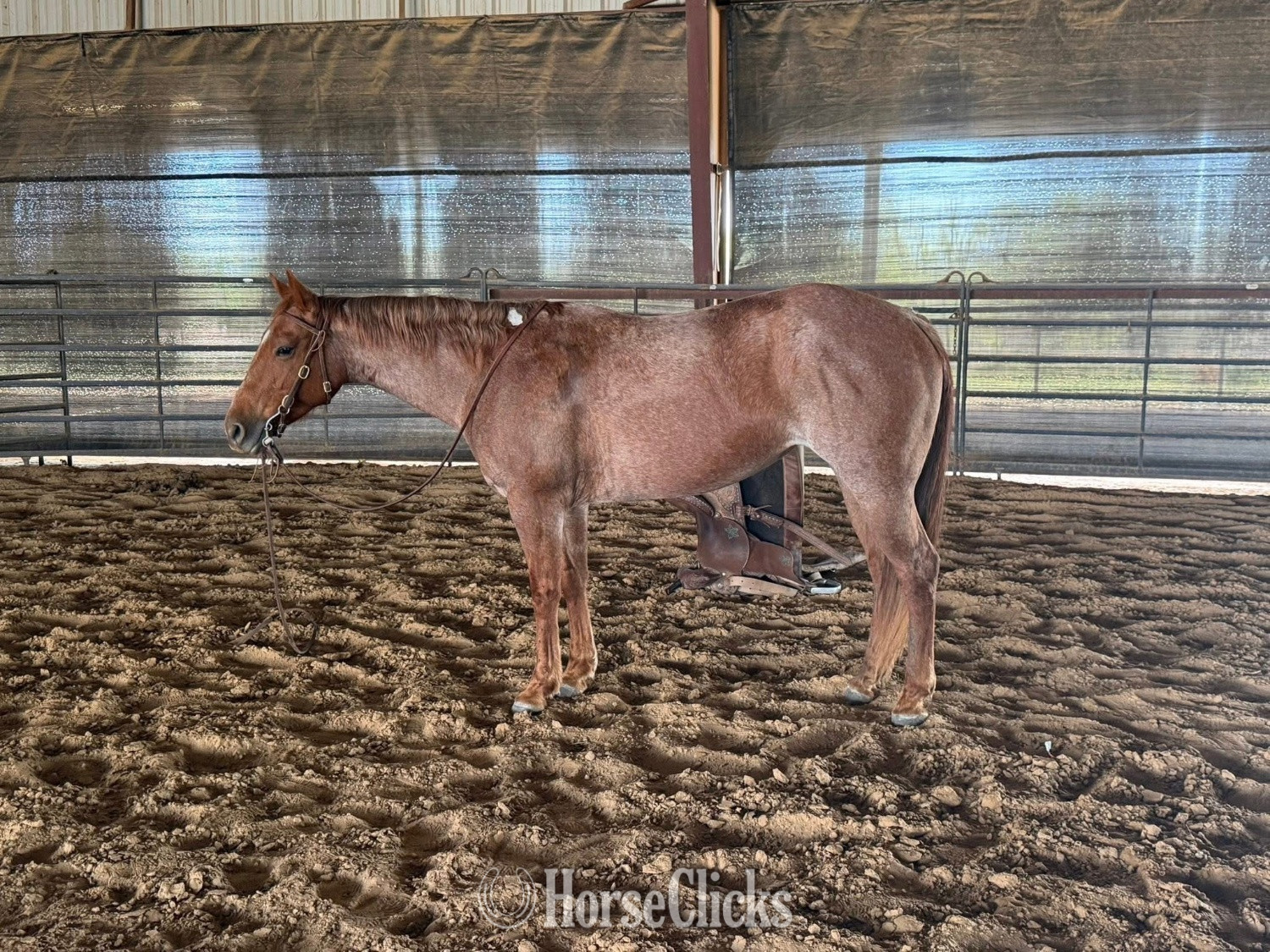 Brown 15.3hh Mare for Lease -  in South Carolina