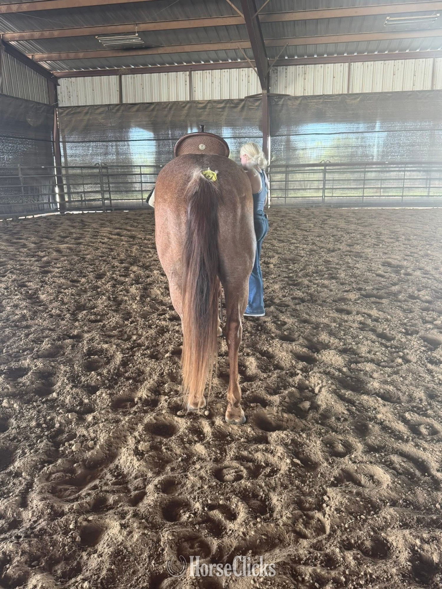 Brown 15.3hh Mare for Lease - 