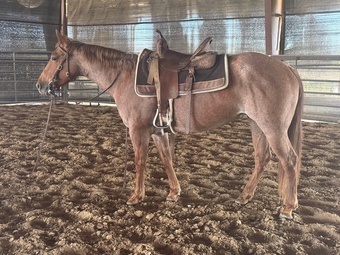 Brown 15.3hh Mare for Lease