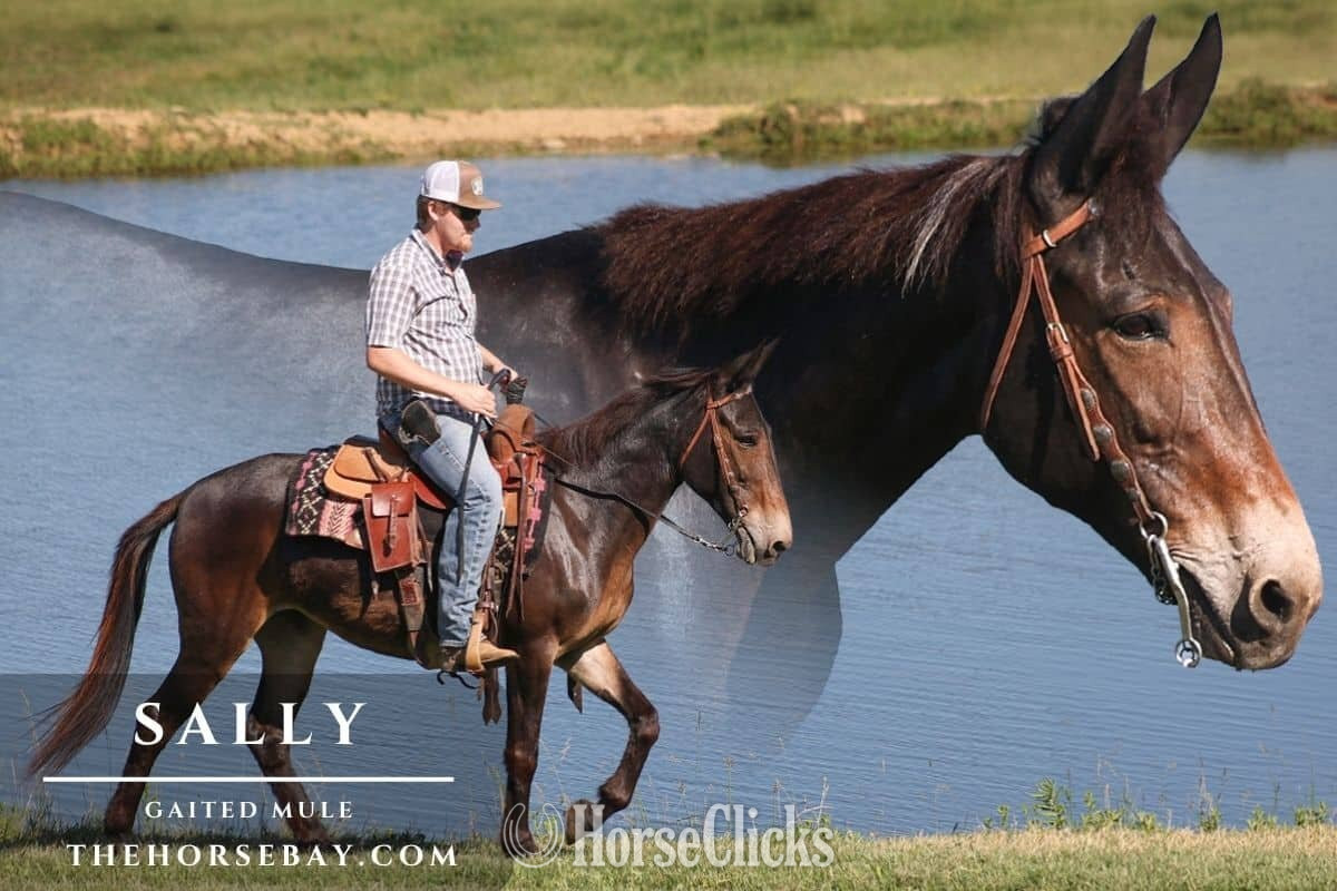 "Sally" Bay Mare Mule in Kentucky