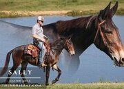 "Sally" Bay Mare Mule