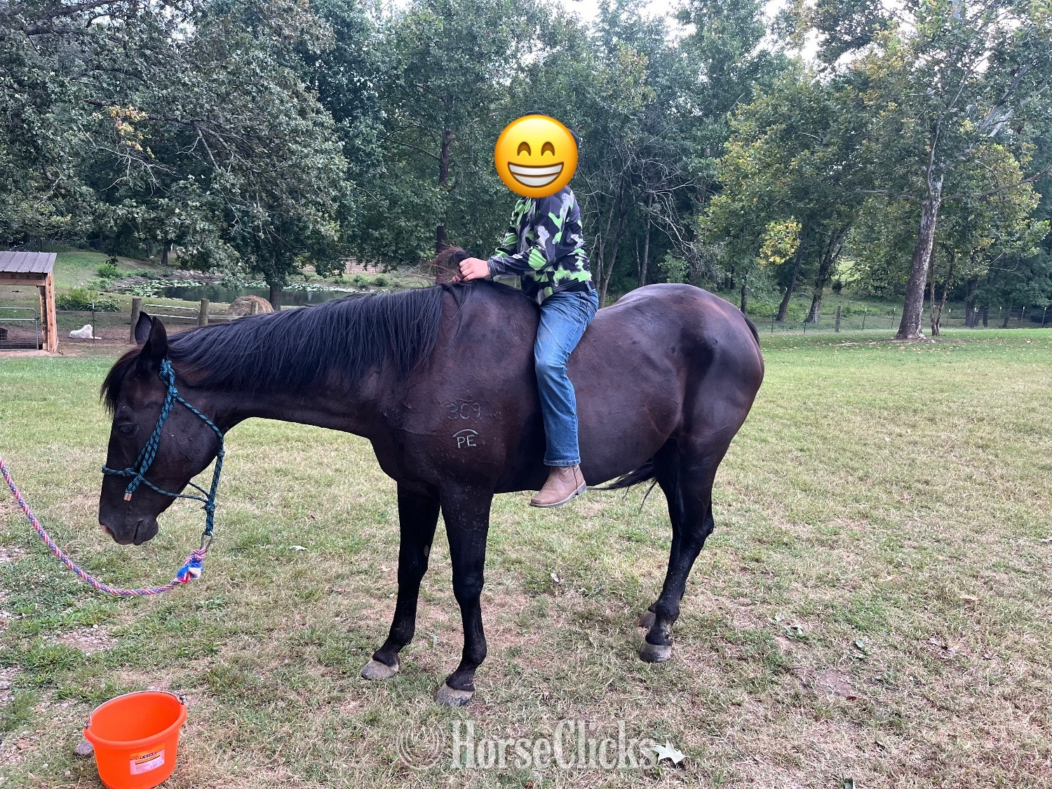"Sassafrass " Black Mare Quarter Horse