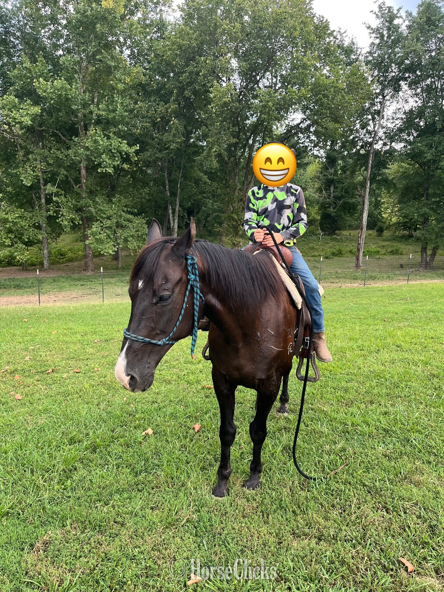 Kentucky "Sassafrass " Black Mare Quarter Horse