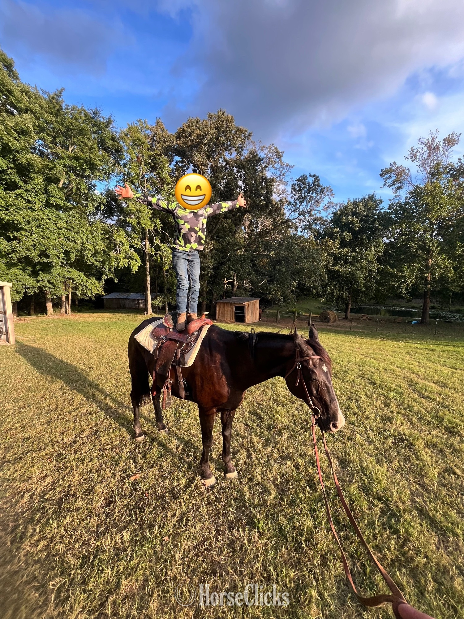 "Sassafrass " Black Mare Quarter Horse - Quarter Horse in Kentucky
