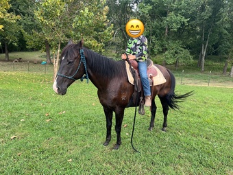 "Sassafrass " Black Mare Quarter Horse