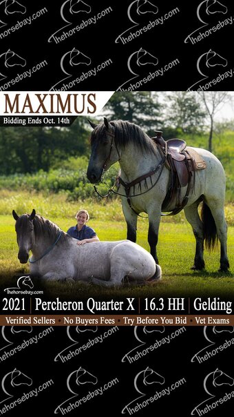 "Maximus" Blue Roan Gelding Draft