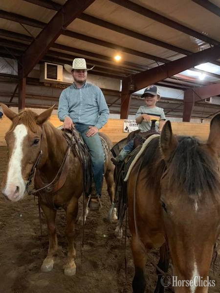 Quarter Horse - "Caddy" Sorrel Gelding Quarter Horse in Texas