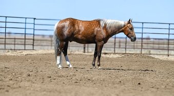 "Paris" Palomino Gelding Quarter Horse
