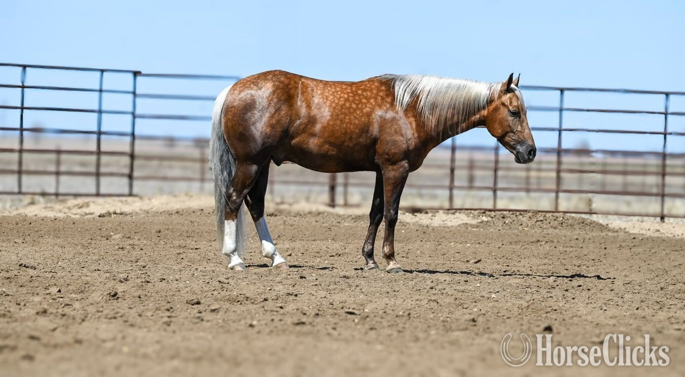 "Paris" Palomino Gelding Quarter Horse in Texas