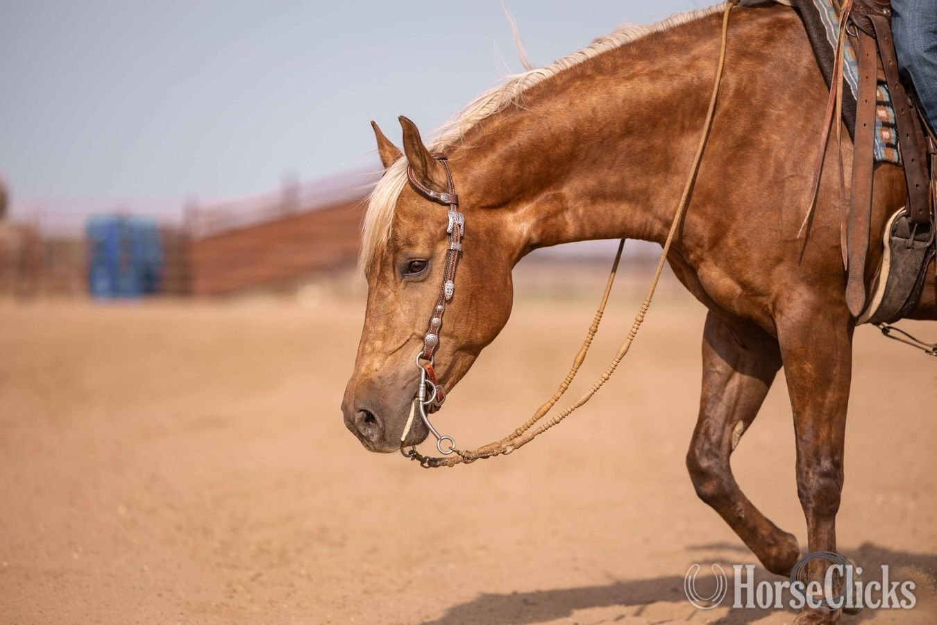 "Paris" Palomino Gelding Quarter Horse