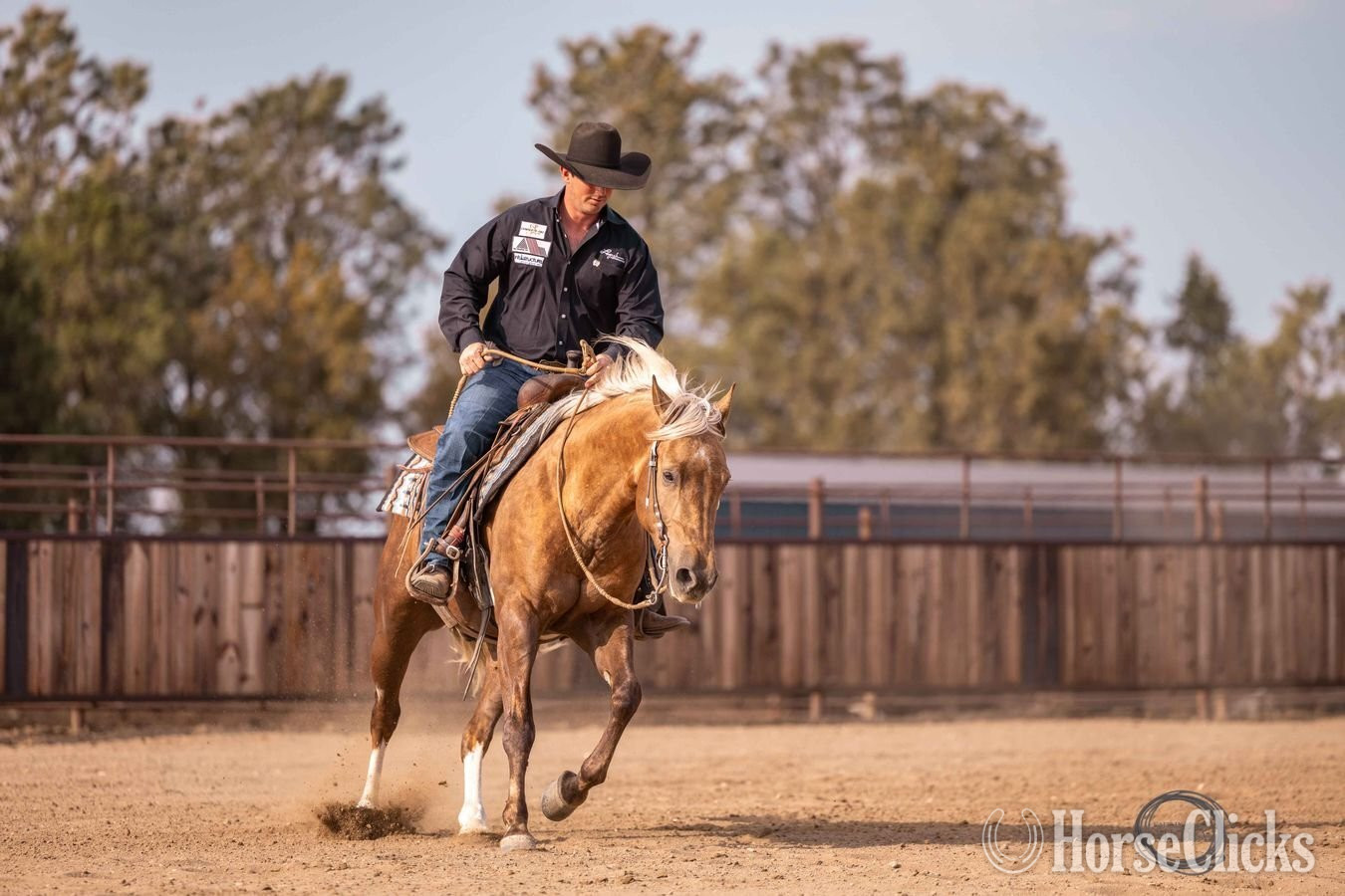 "Paris" Palomino Gelding Quarter Horse - Quarter Horse in Texas