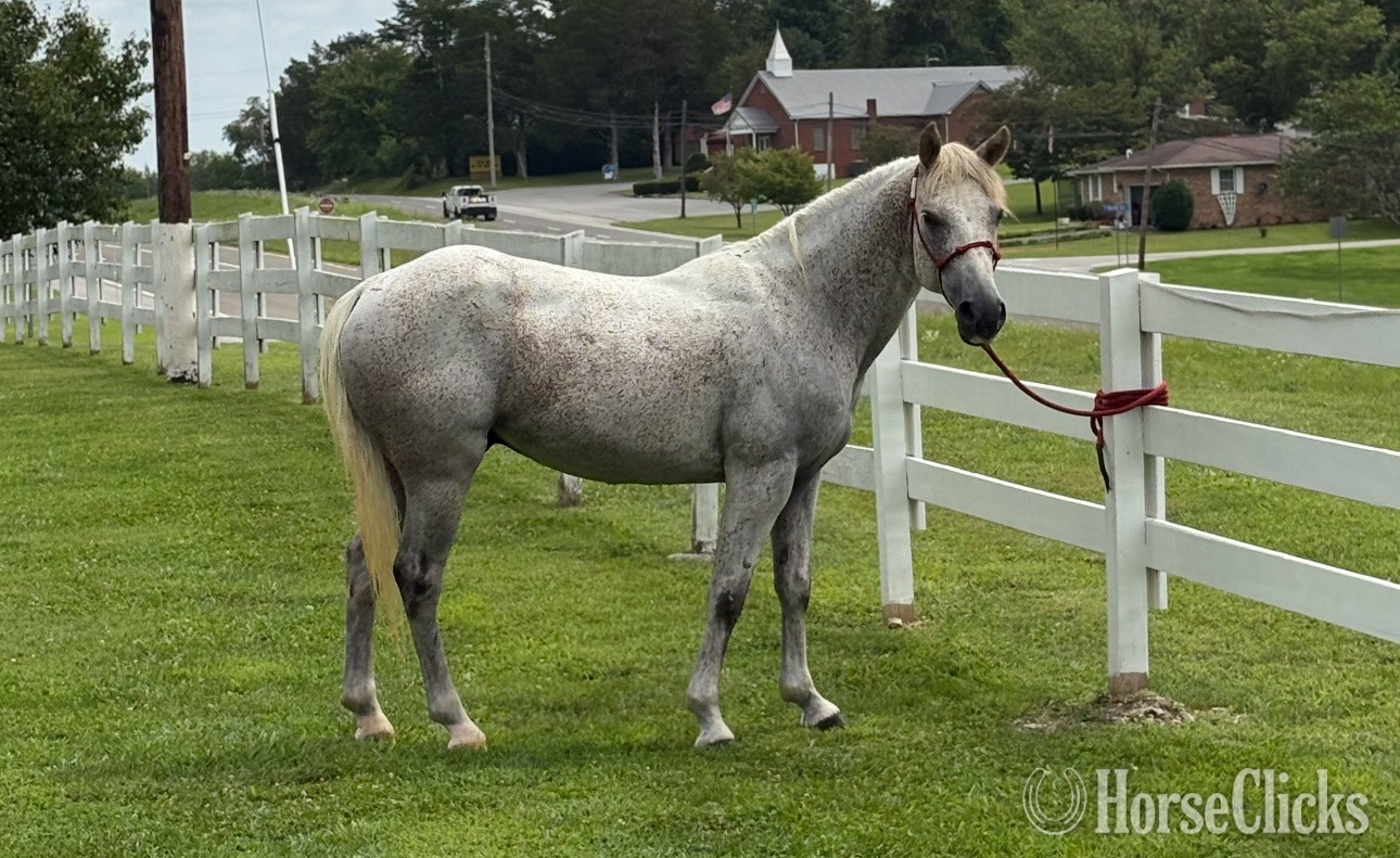 "Arty" White Gelding Quarter Horse in Tennessee