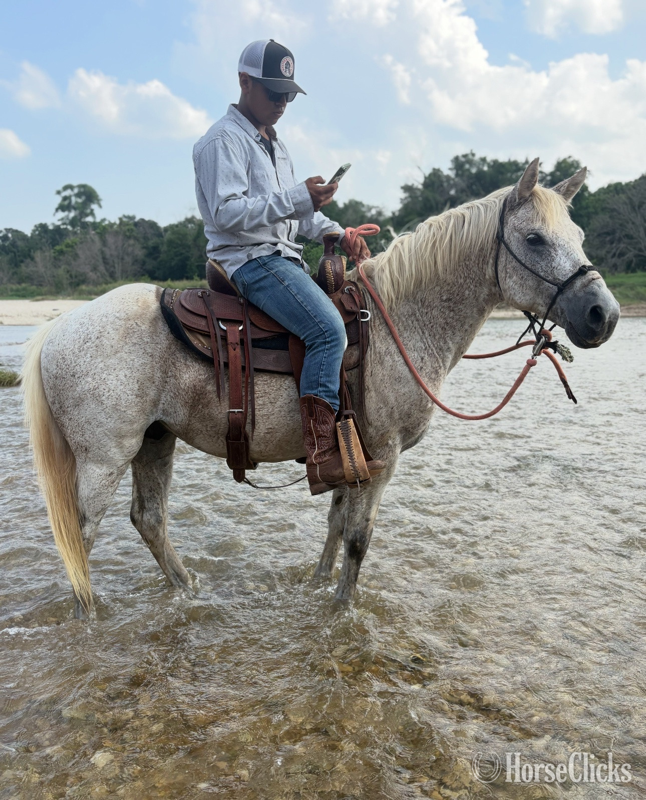 "Arty" White Gelding Quarter Horse