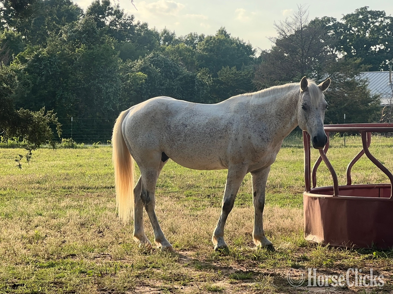 Tennessee "Arty" White Gelding Quarter Horse