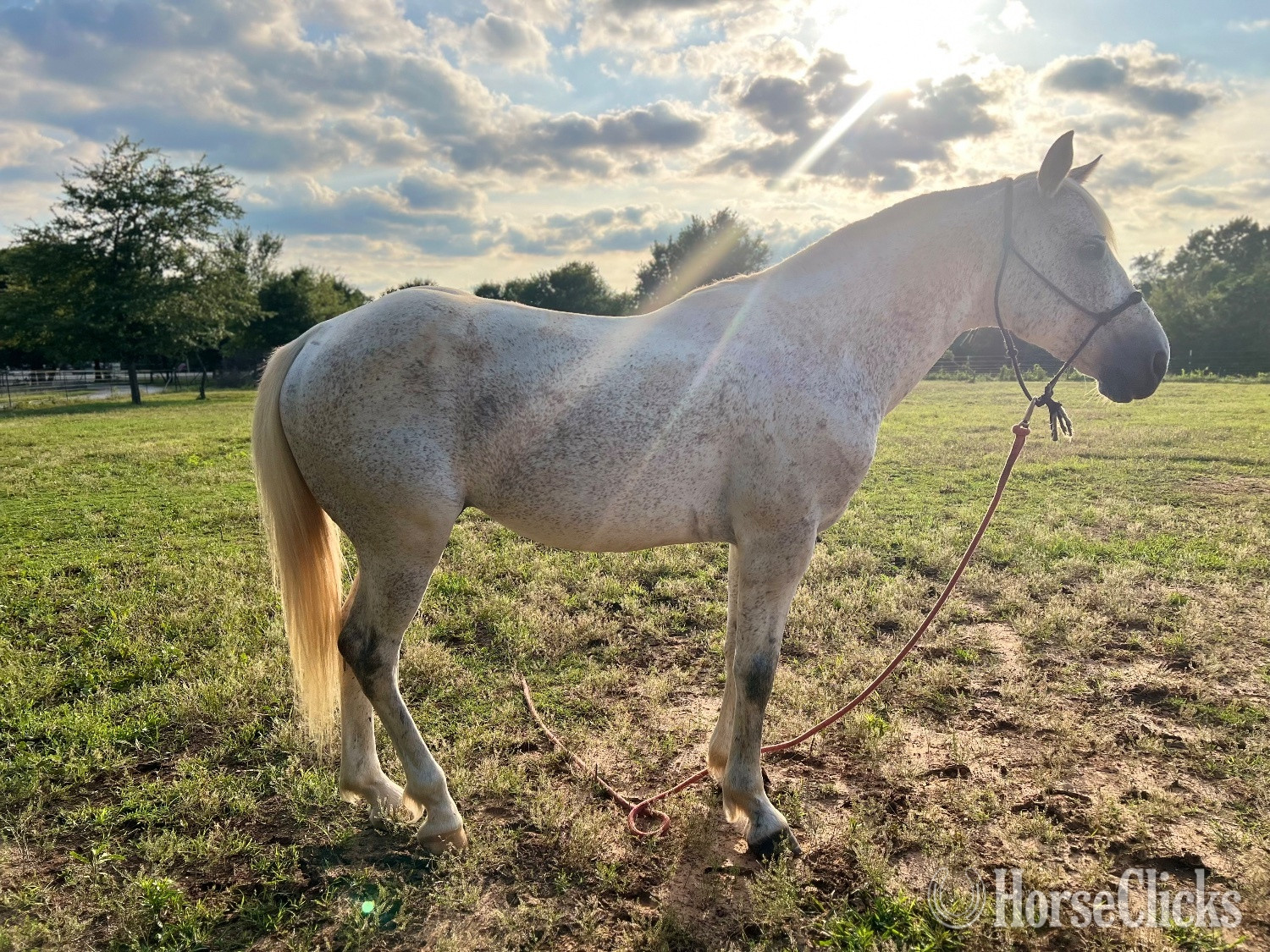"Arty" White Gelding Quarter Horse - Quarter Horse in Tennessee