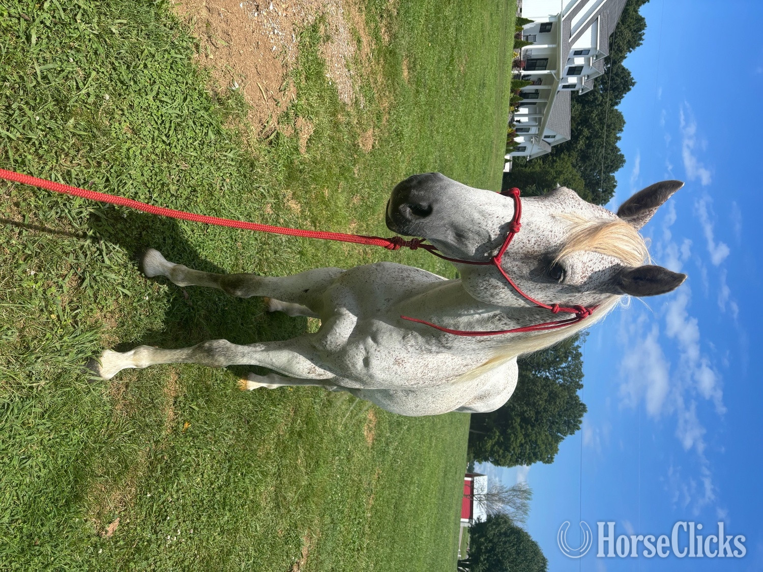 "Arty" White Gelding Quarter Horse - Quarter Horse
