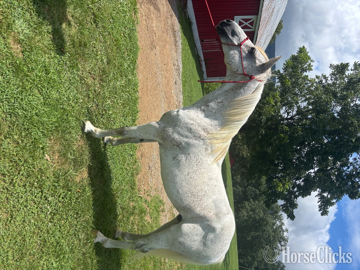 "Arty" White Gelding Quarter Horse Tennessee