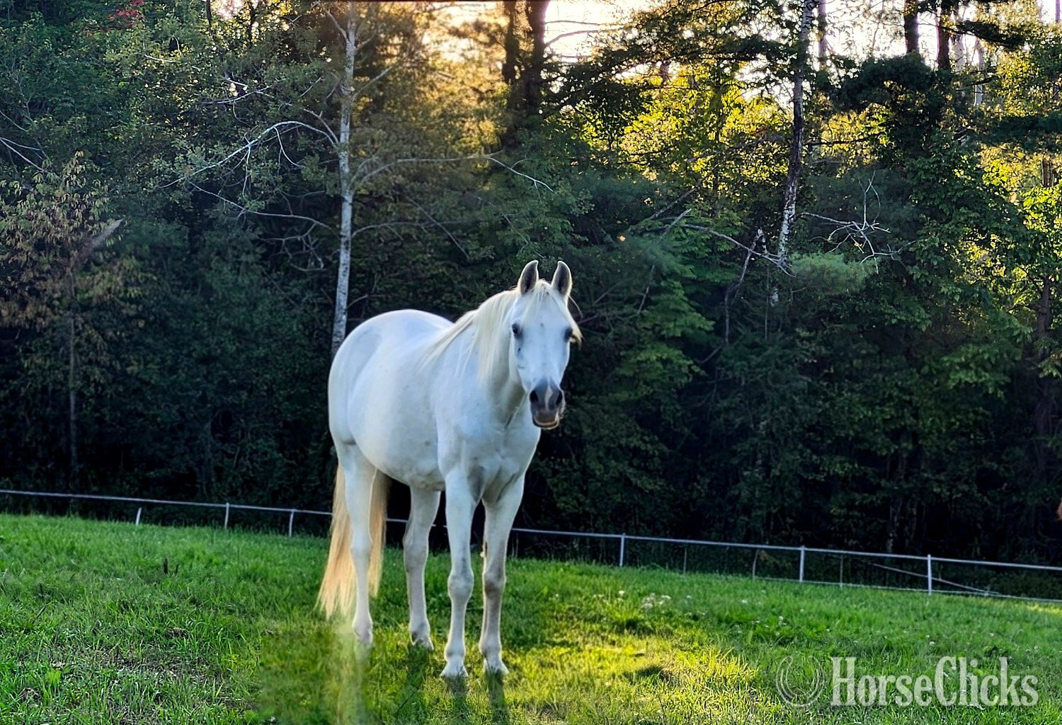"Bo Jangle" Grey Gelding Arabian Cross in Maine