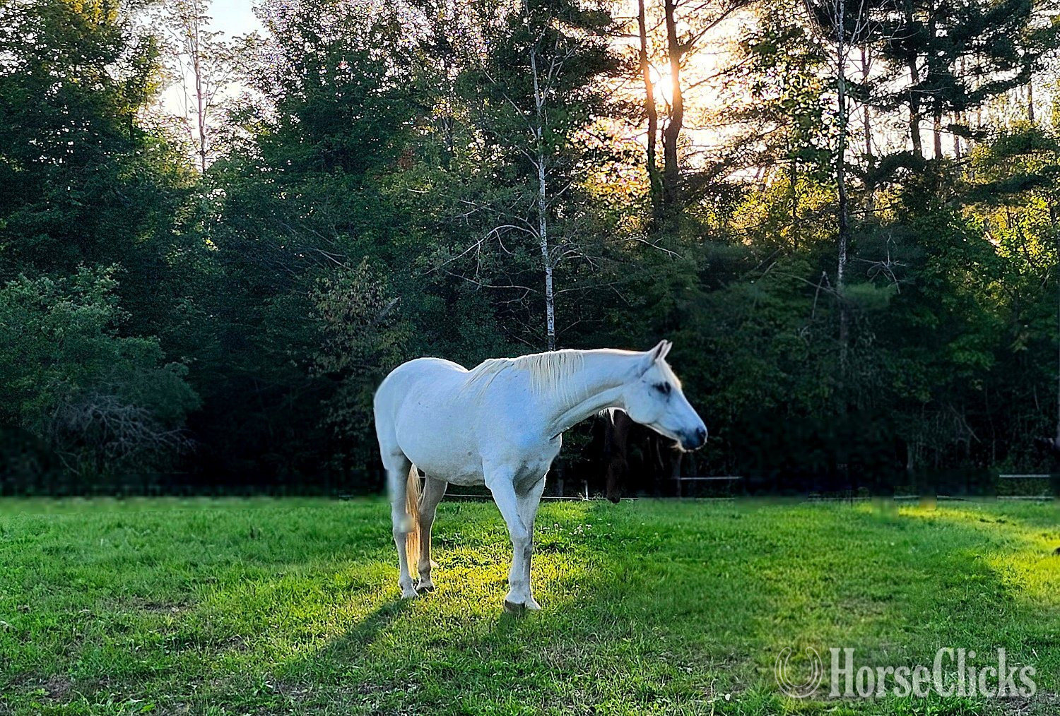 "Bo Jangle" Grey Gelding Arabian Cross