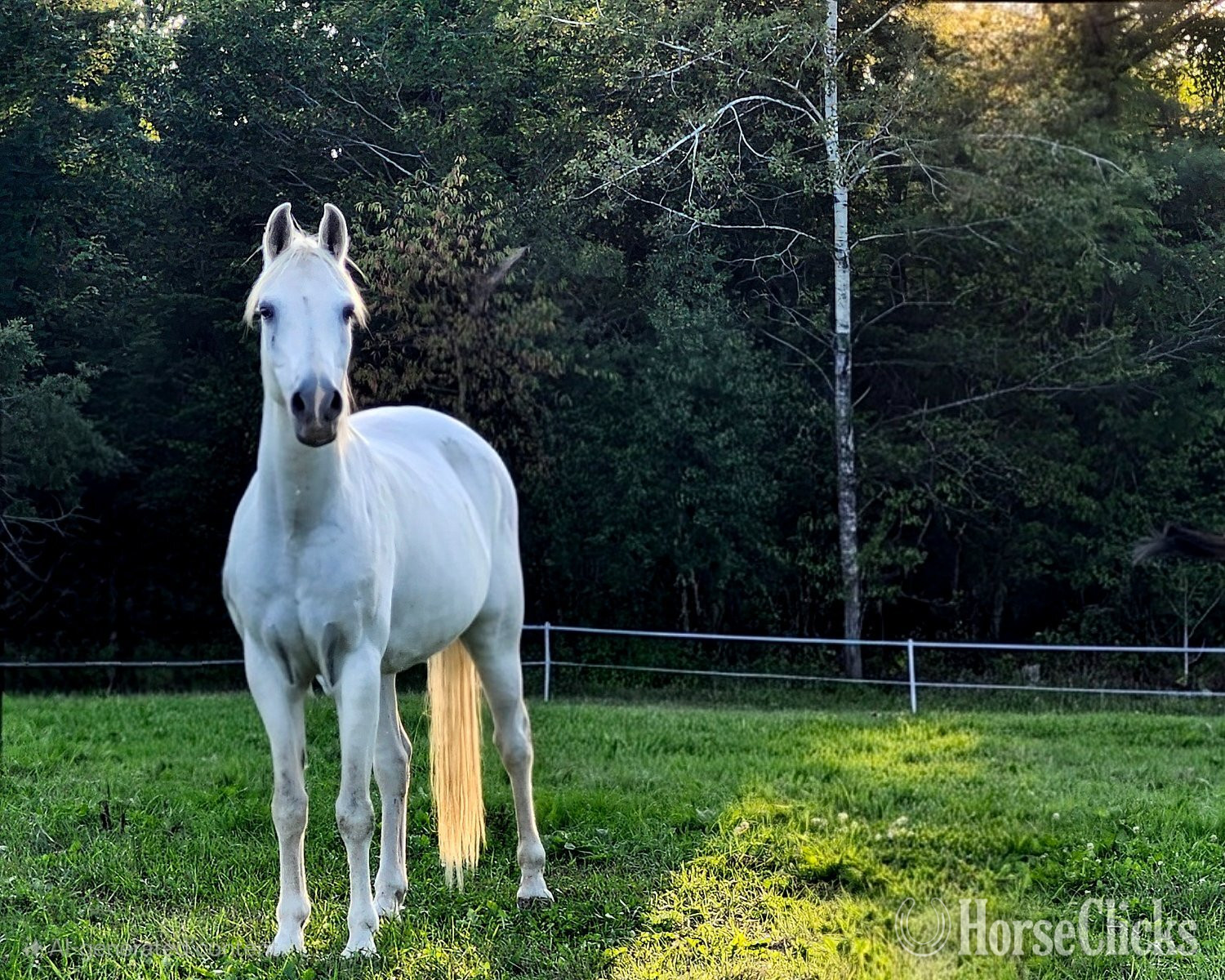 Maine "Bo Jangle" Grey Gelding Arabian Cross