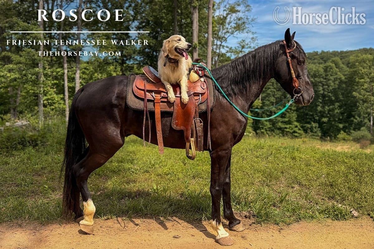"Roscoe" Black Gelding Friesian in Ohio