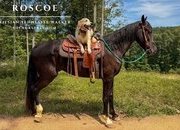 "Roscoe" Black Gelding Friesian