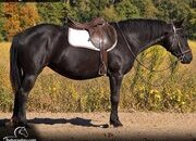 "Blue" Black Mare Percheron
