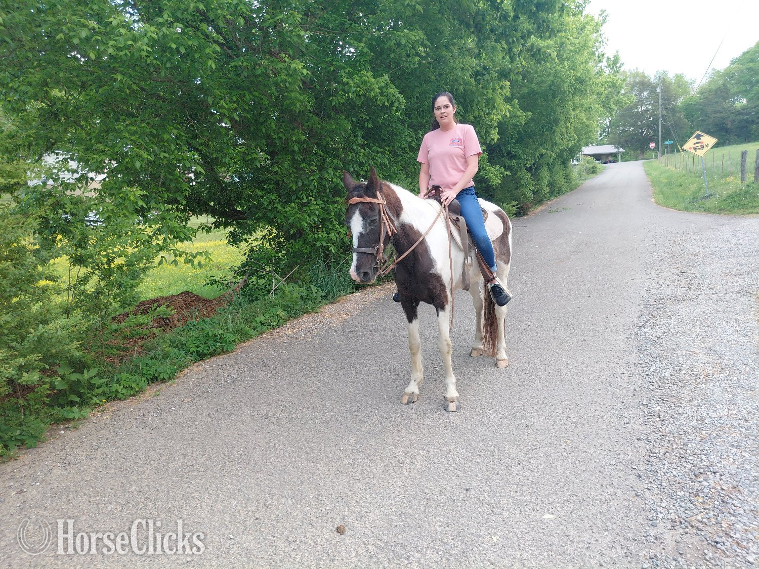 "Gypsy" Pinto Mare Tennessee Walker in Tennessee