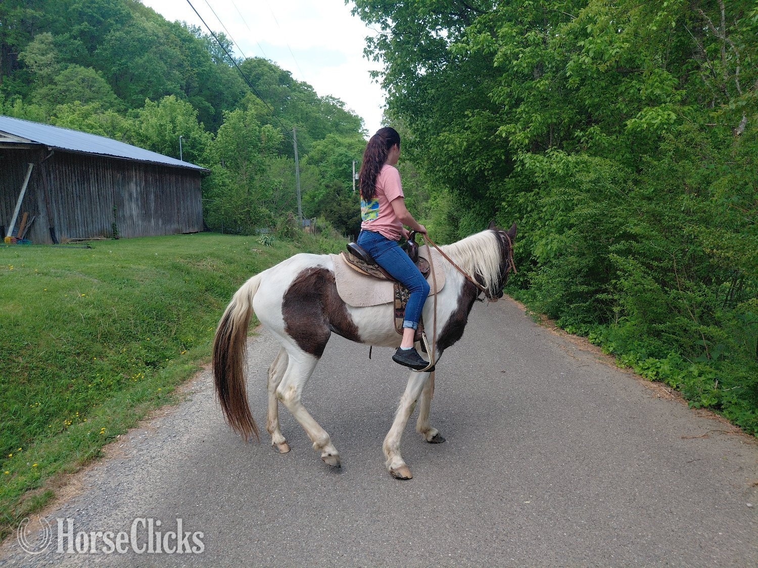 "Gypsy" Pinto Mare Tennessee Walker