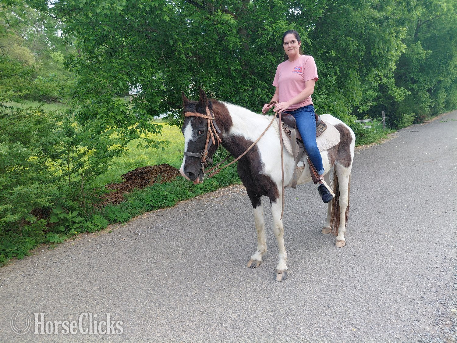 Tennessee "Gypsy" Pinto Mare Tennessee Walker