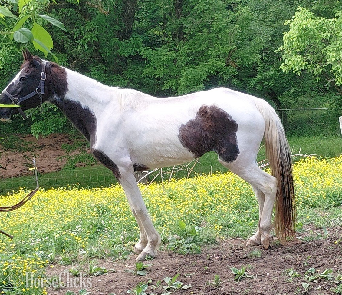 "Gypsy" Pinto Mare Tennessee Walker - Tennessee Walker in Tennessee