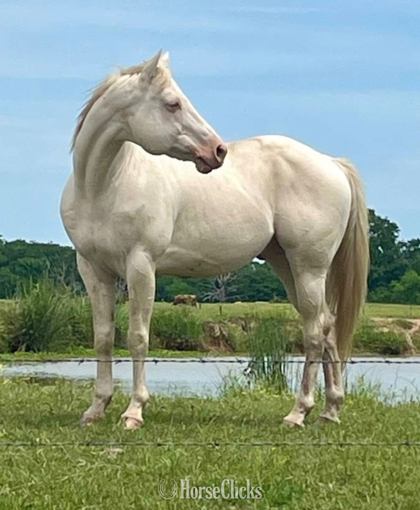 "CREMELLO KING ELVIS" Cremello Stallion Quarter Horse in Texas
