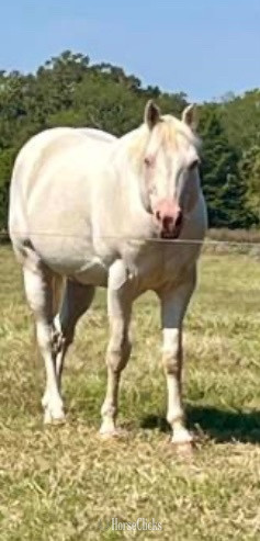 "CREMELLO KING ELVIS" Cremello Stallion Quarter Horse