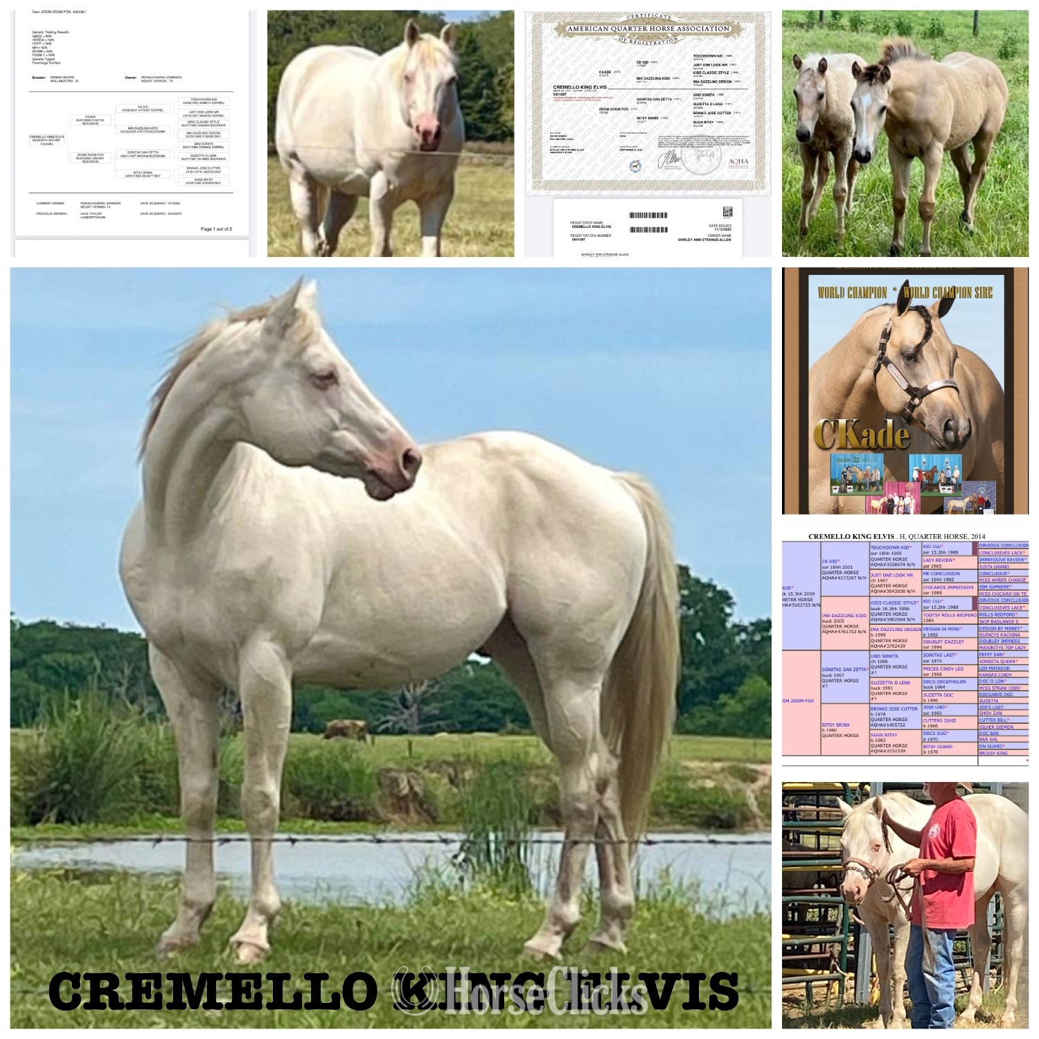 "CREMELLO KING ELVIS" Cremello Stallion Quarter Horse - Quarter Horse in Texas