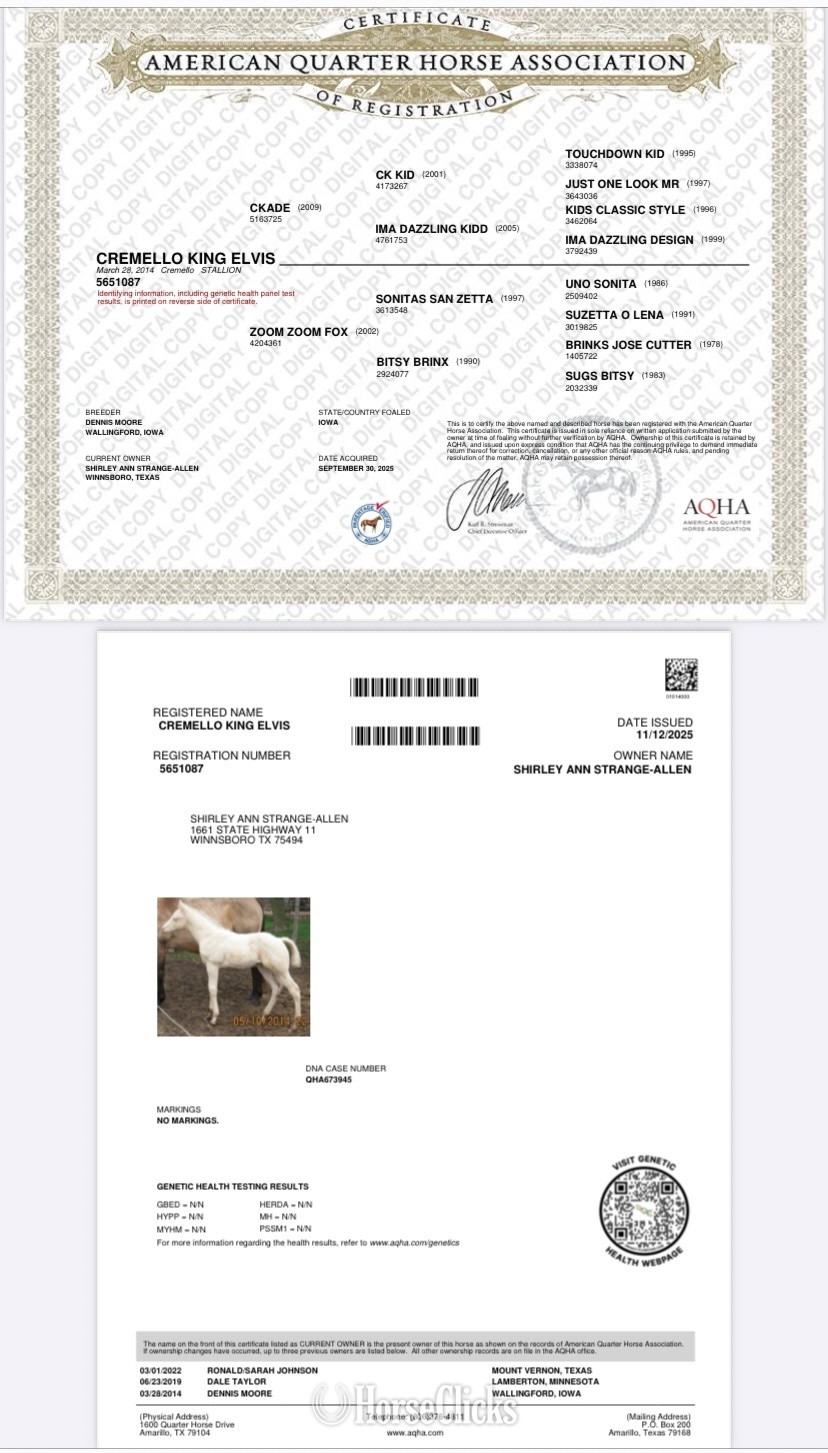 "CREMELLO KING ELVIS" Cremello Stallion Quarter Horse Texas