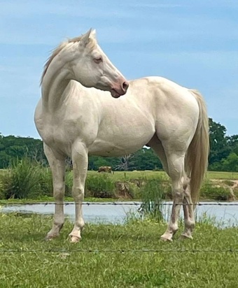 "CREMELLO KING ELVIS" Cremello Stallion Quarter Horse