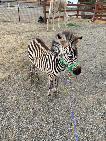 "Zee"  Filly Zebra