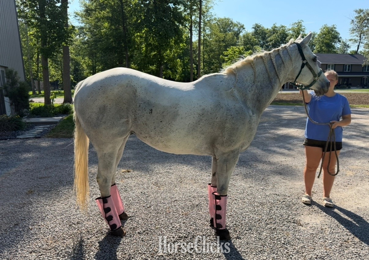 "Royal Chickory" Grey Mare Quarter Horse in Ohio